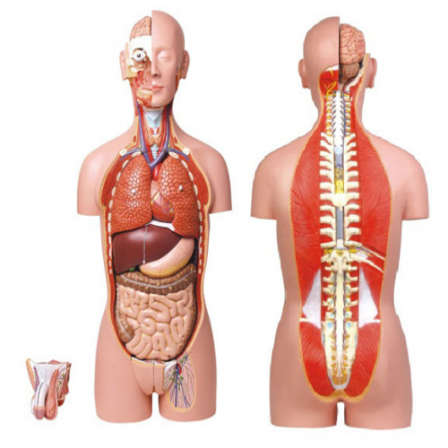 男、女两性人体背部开放式半身躯干模型（85cm/27件）