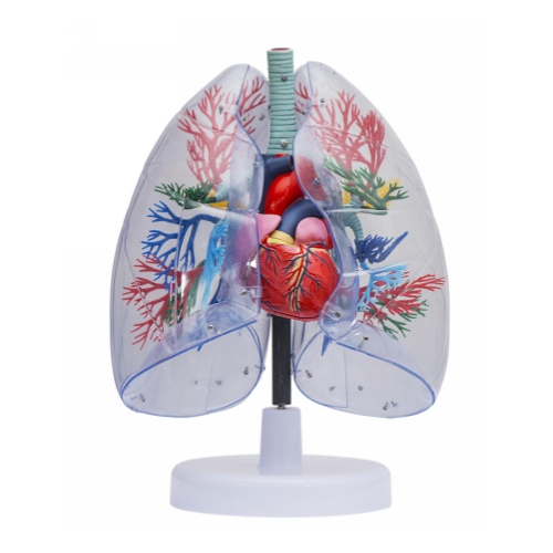 透明肺、气管、支气管连心脏模型