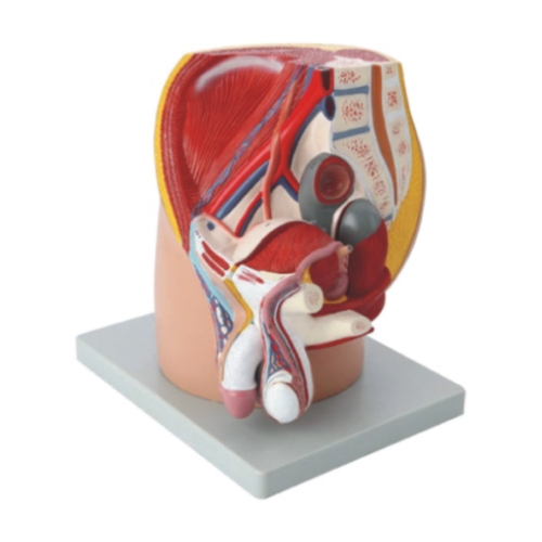 男性盆腔正中失状切面模型(4部件）